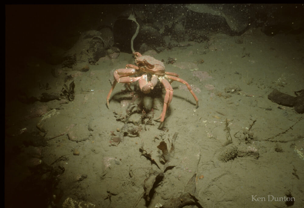 Crab: Hyas coarcatus